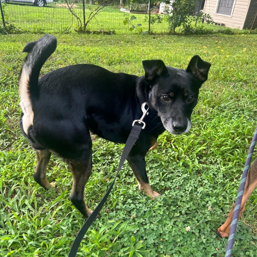 Cash, a Adoptable Australian Kelpie in Maryville, TN image 2/2