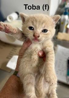 Toba, Adopted, Kitten Female Domestic Short Hair & Snowshoe.