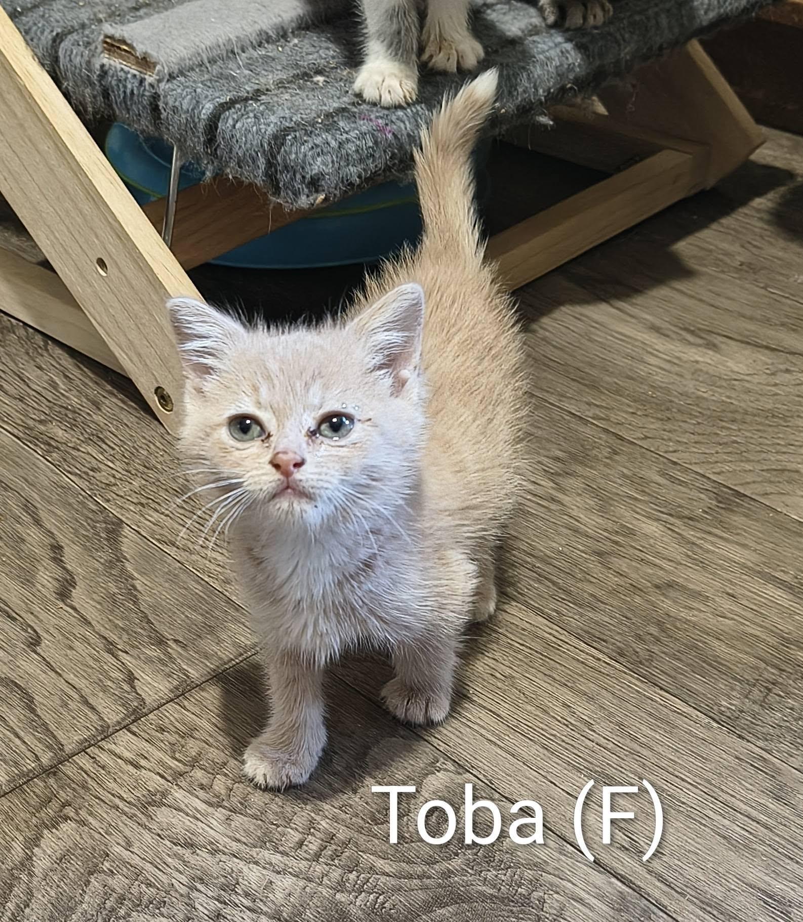 Toba, a Adopted mixed breed in Saugerties, NY image 2/2