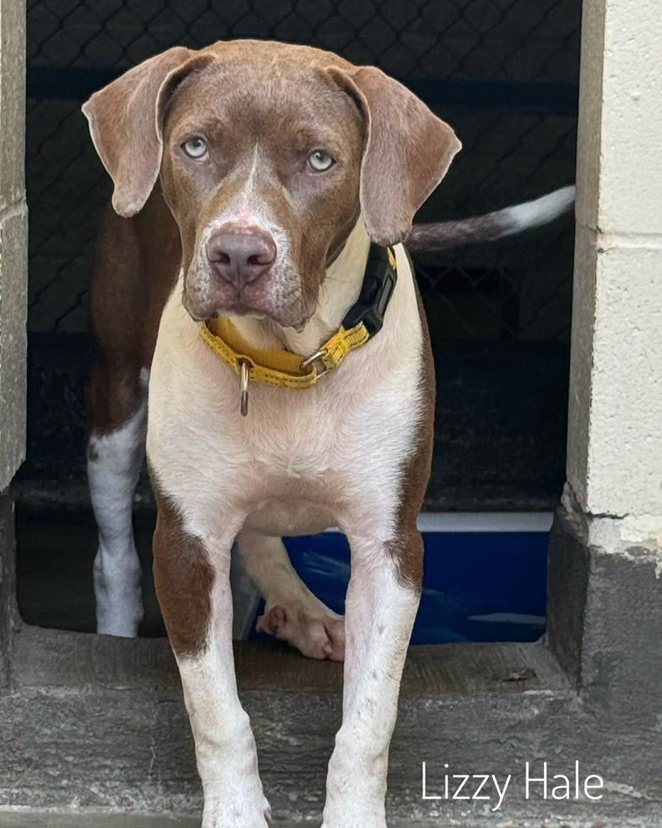 Lizzy Hale, adopted, Young Female Hound.