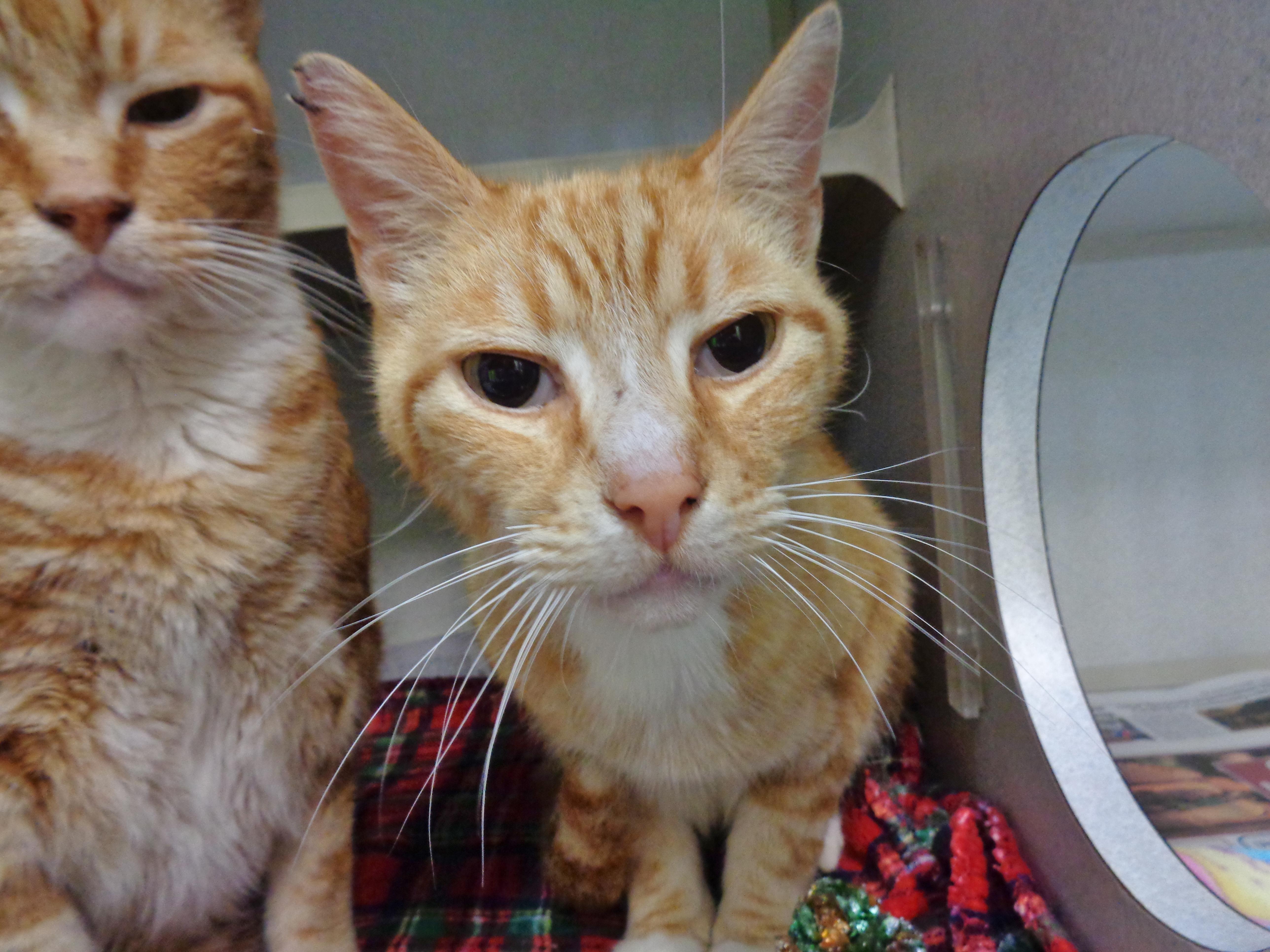 Enlarge HERBIE & CHARLIE, a ADOPTABLE Tiger in Delhi, NY image 6/6
