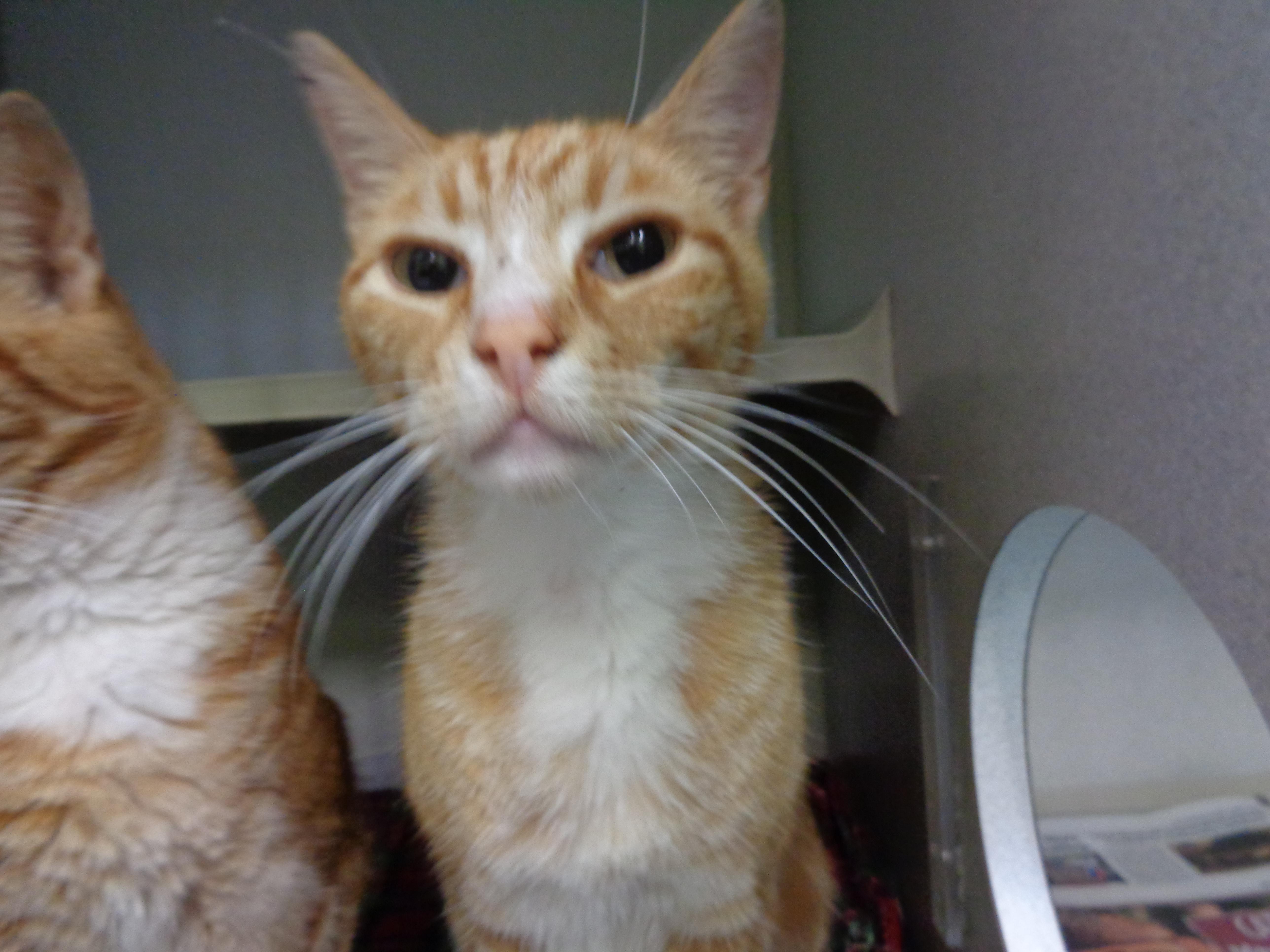 Enlarge HERBIE & CHARLIE, a ADOPTABLE Tiger in Delhi, NY image 5/6
