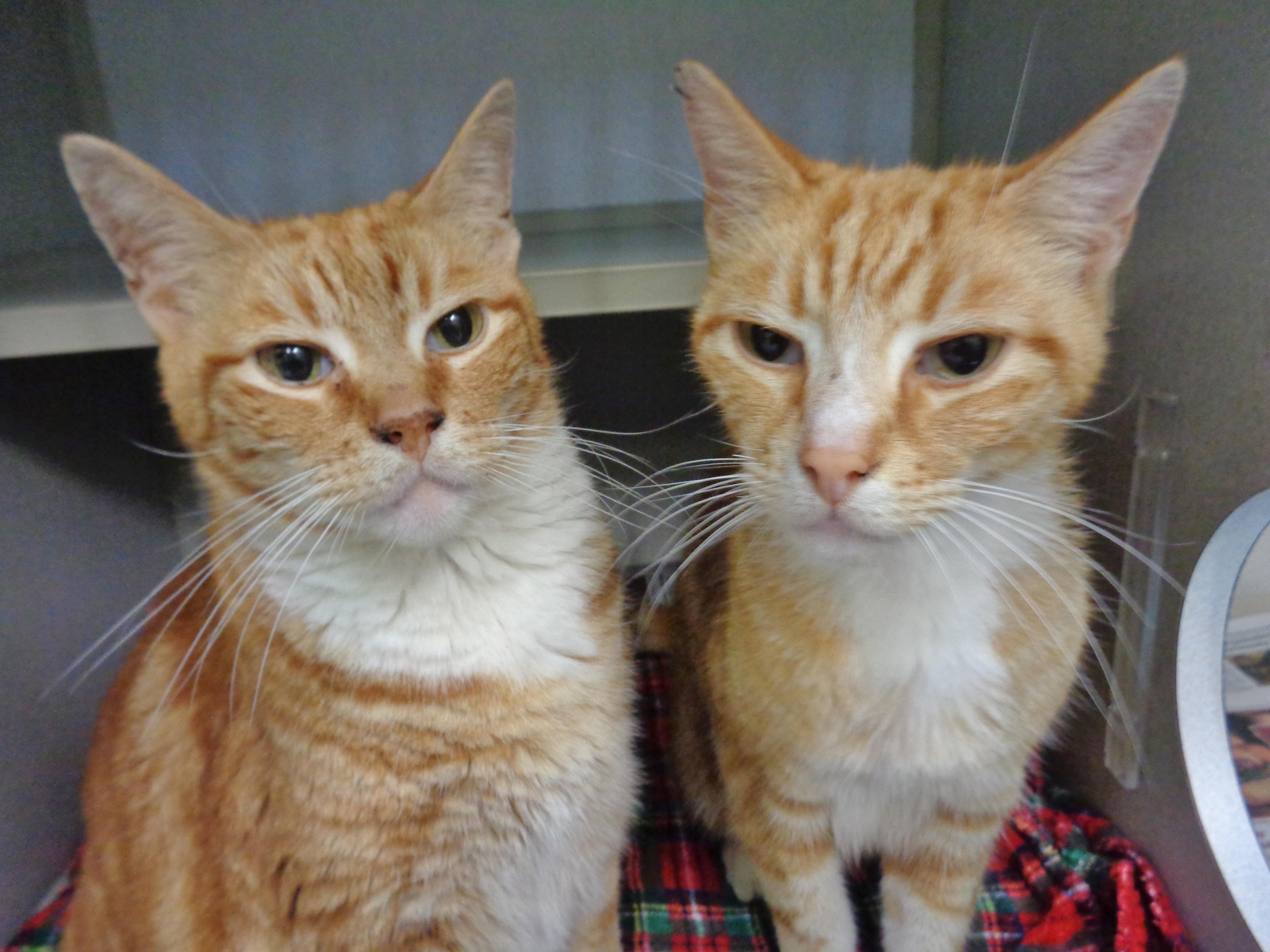 HERBIE & CHARLIE, ADOPTABLE, Young Male Tiger.