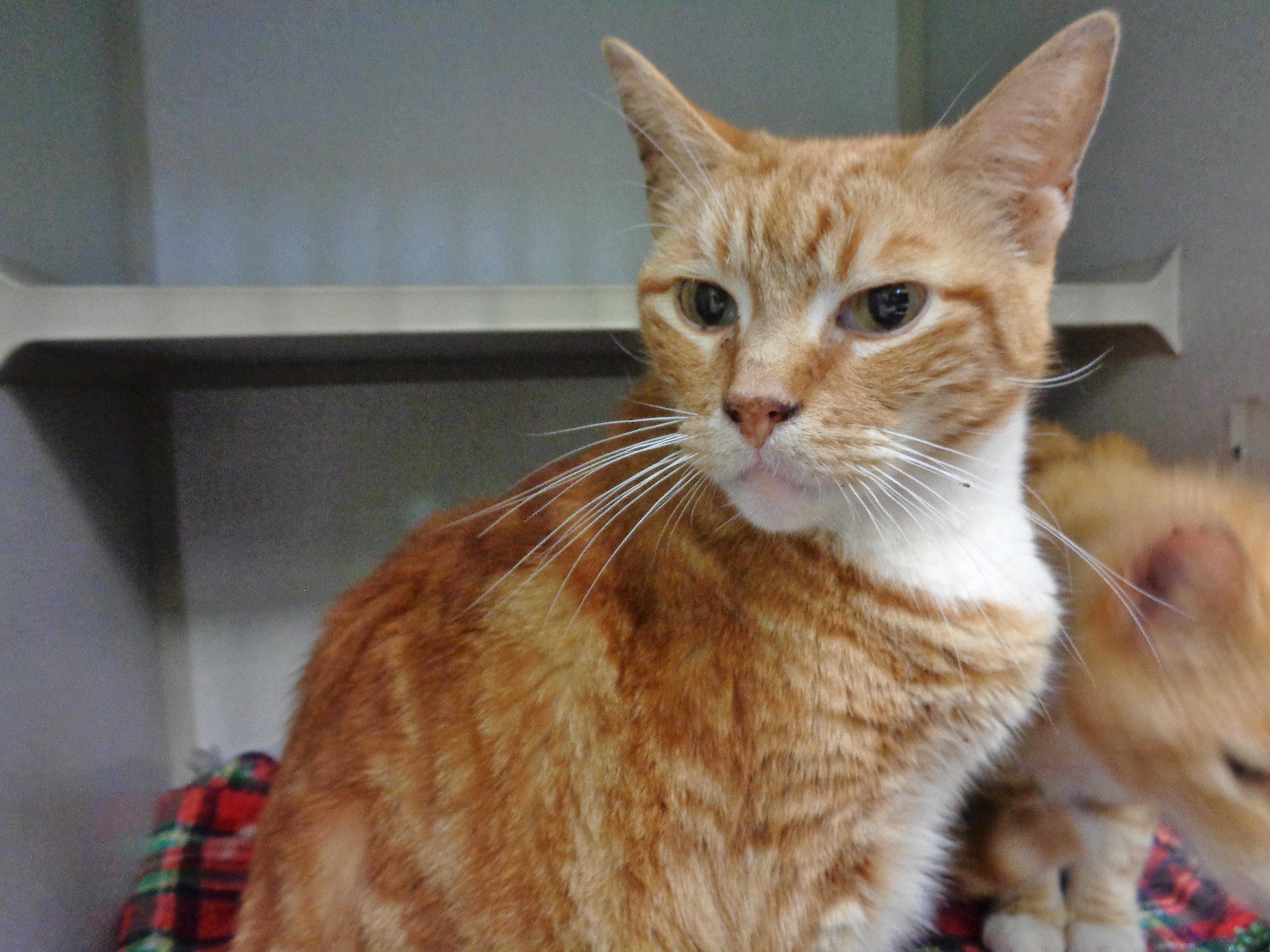 Enlarge HERBIE & CHARLIE, a ADOPTABLE Tiger in Delhi, NY image 4/6