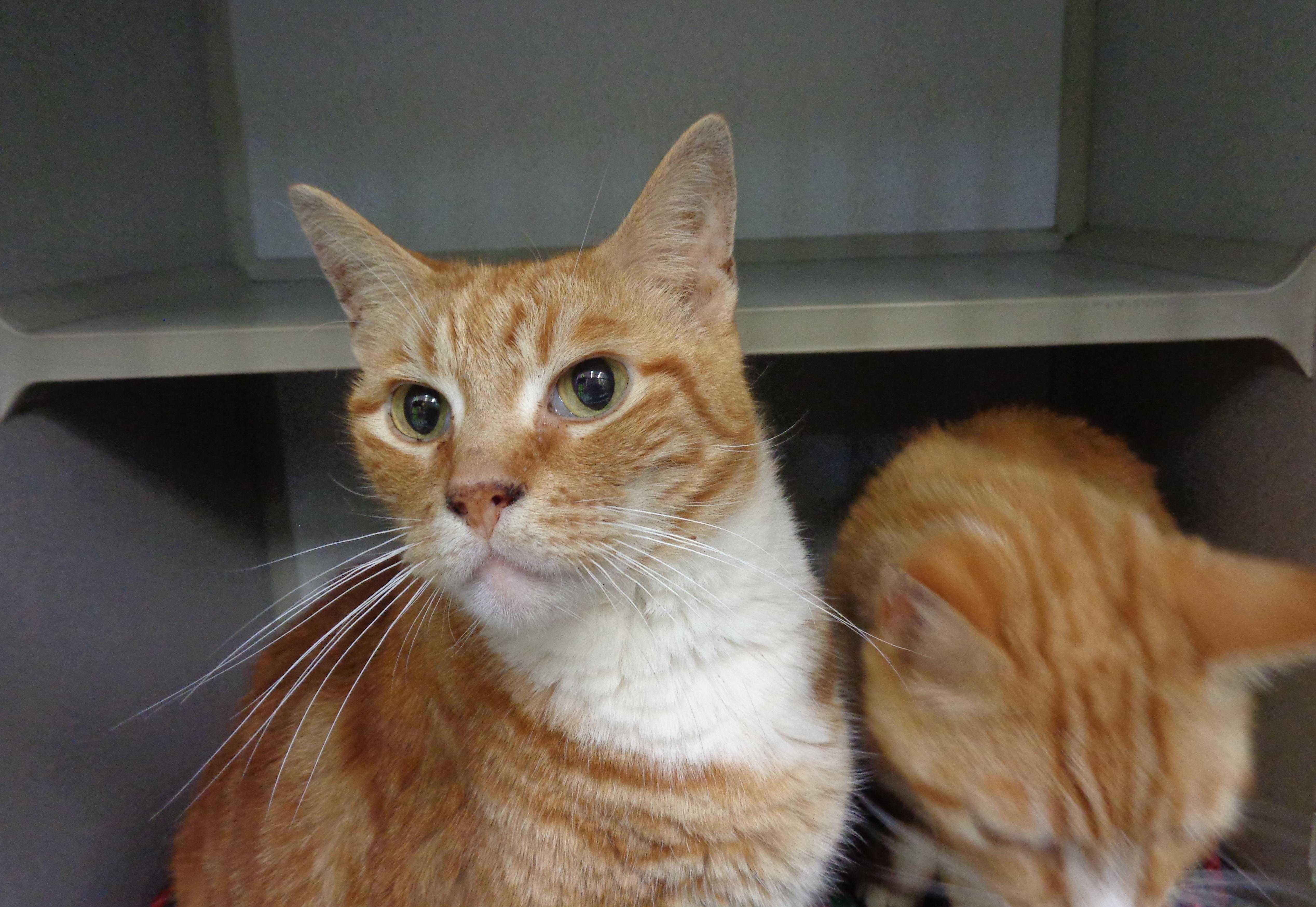 Enlarge HERBIE & CHARLIE, a ADOPTABLE Tiger in Delhi, NY image 3/6