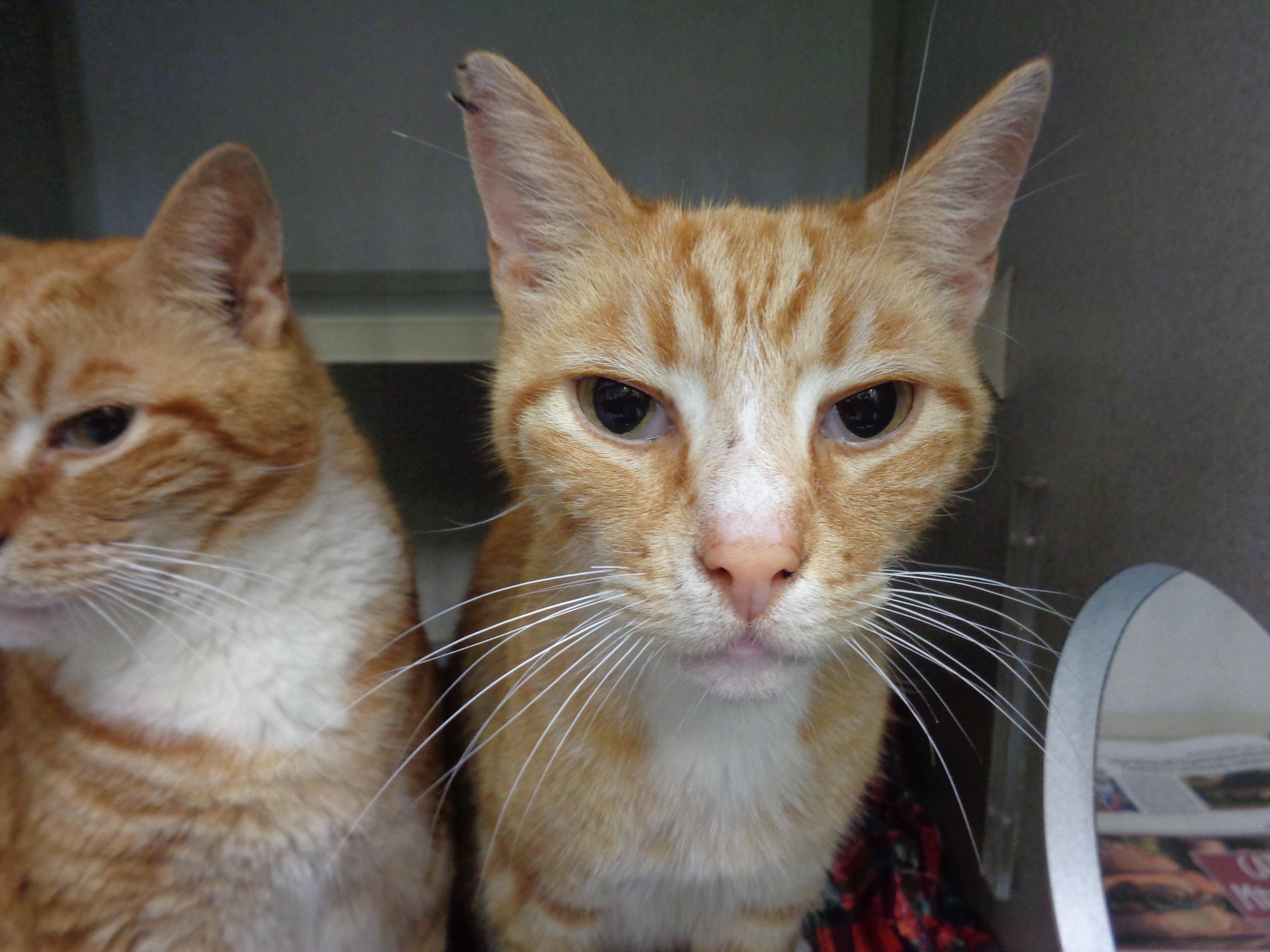 Enlarge HERBIE & CHARLIE, a ADOPTABLE Tiger in Delhi, NY image 2/6