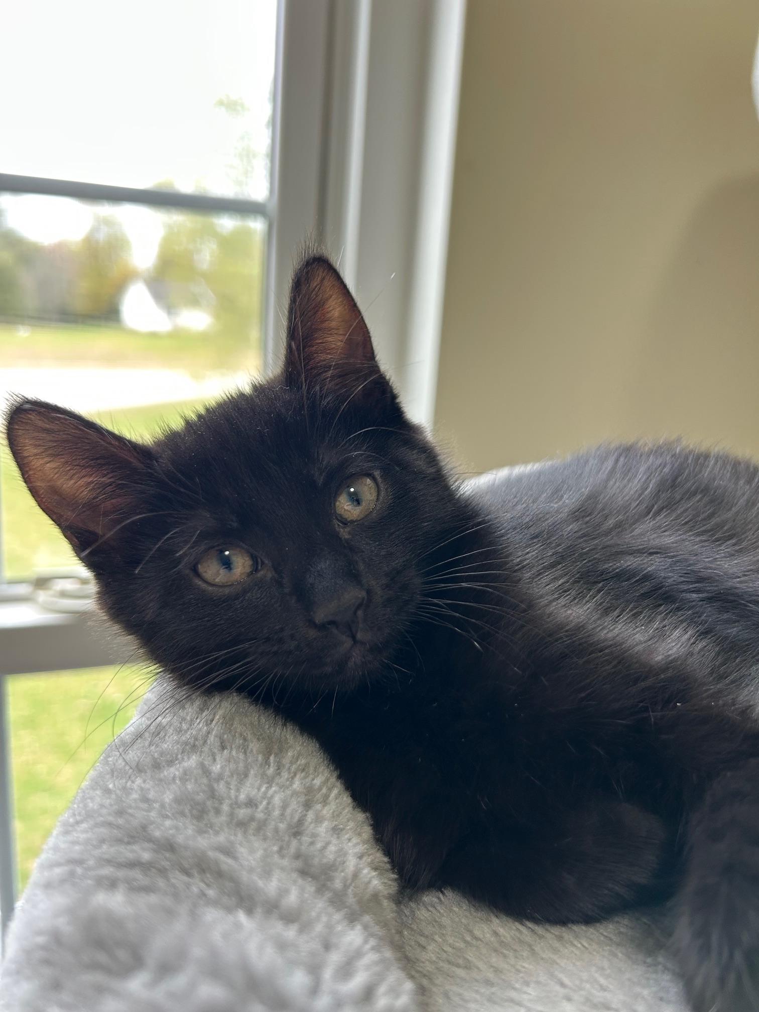 BLYNKEN, Adoptable, Kitten Female Domestic Short Hair & Domestic Medium Hair.