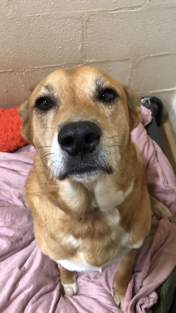 Teddy, Adopted, Senior Male Labrador Retriever.