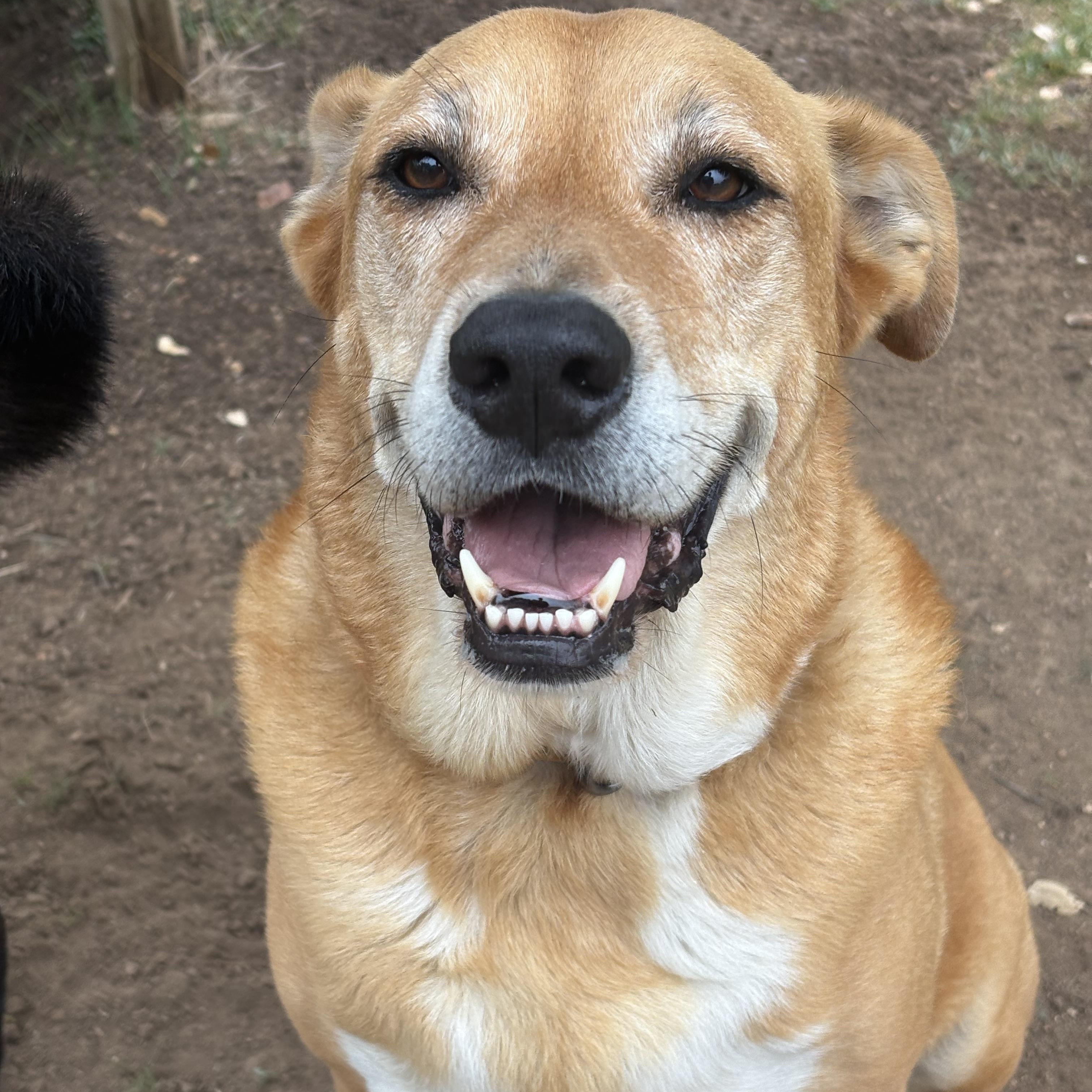 Teddy, a Adopted mixed breed in Marble Falls, TX image 2/5