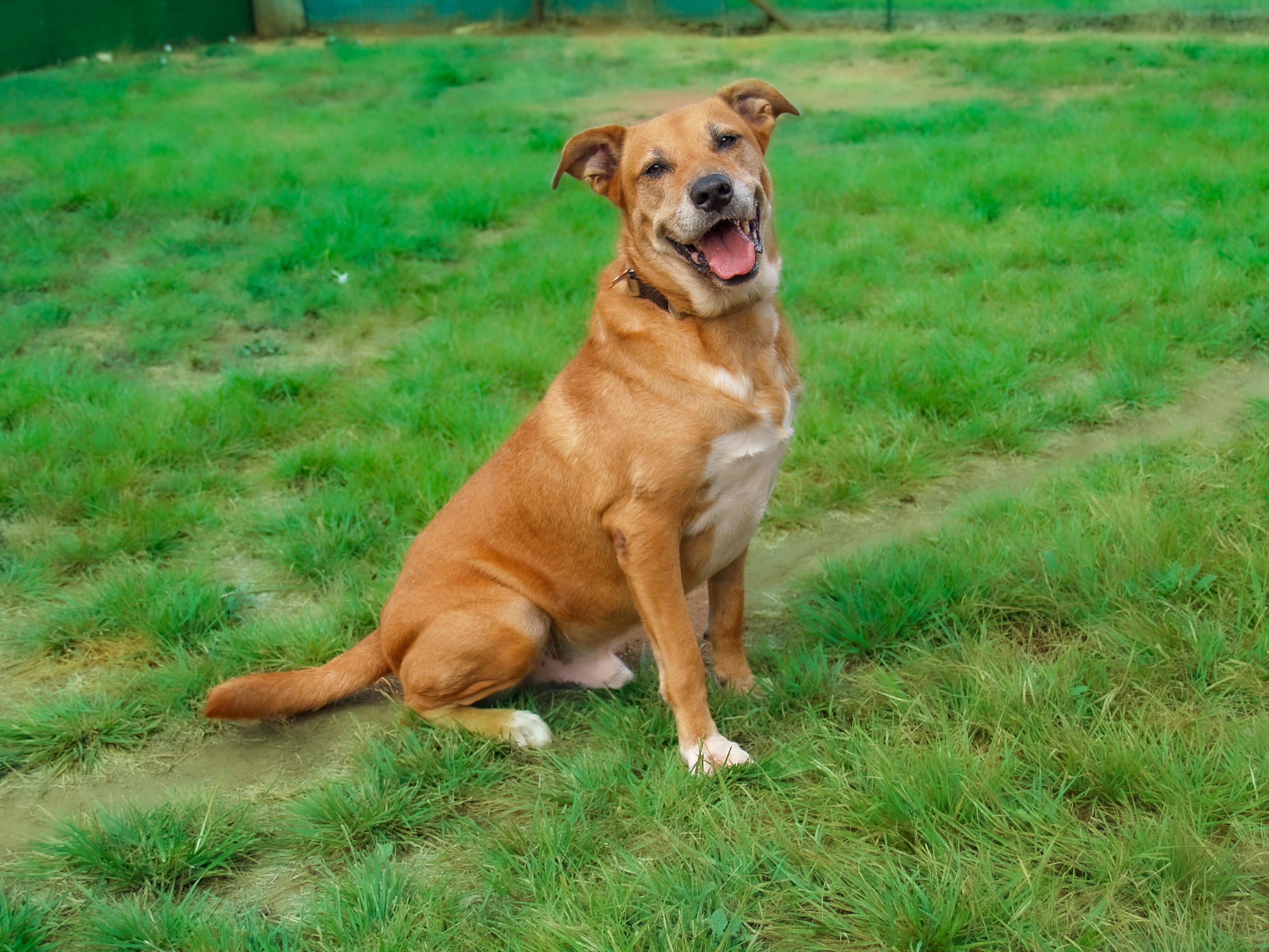 Teddy, a Adopted mixed breed in Marble Falls, TX image 3/5