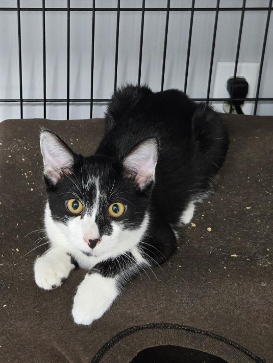 Yin and Yang BONDED BROTHERS, ADOPTABLE, Young Male Domestic Short Hair.