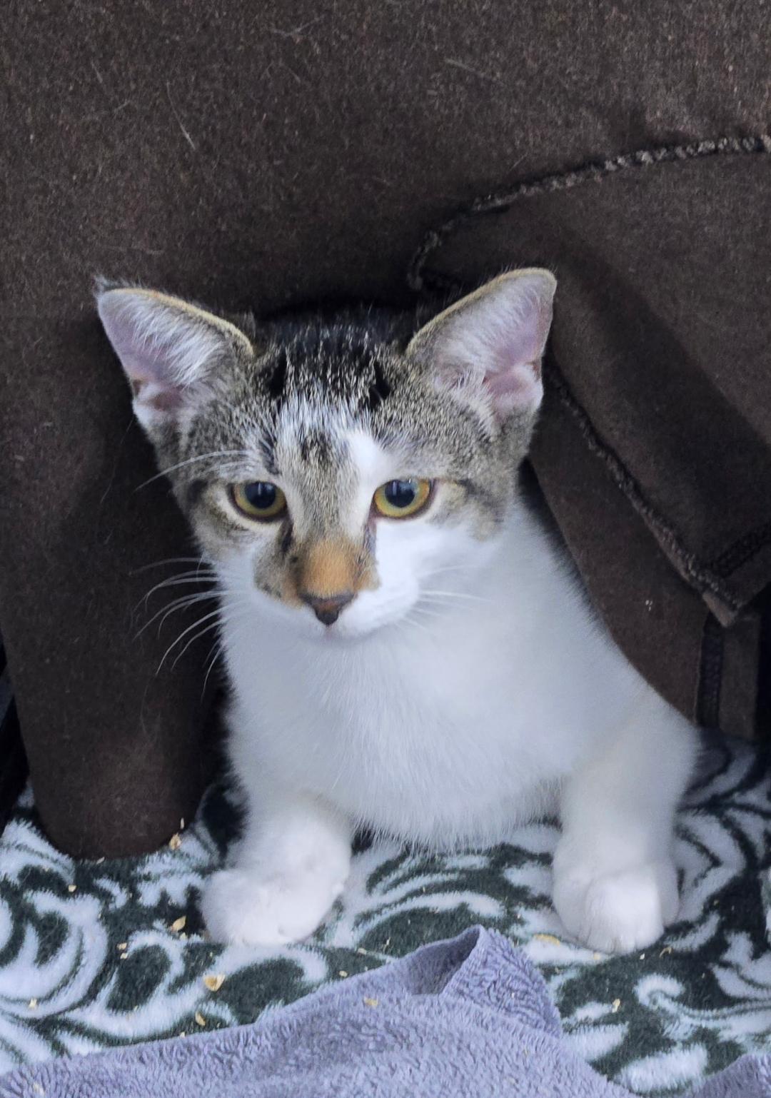 Enlarge Yin and Yang BONDED BROTHERS, a ADOPTABLE Domestic Short Hair in Mount Vernon, OH image 2/2
