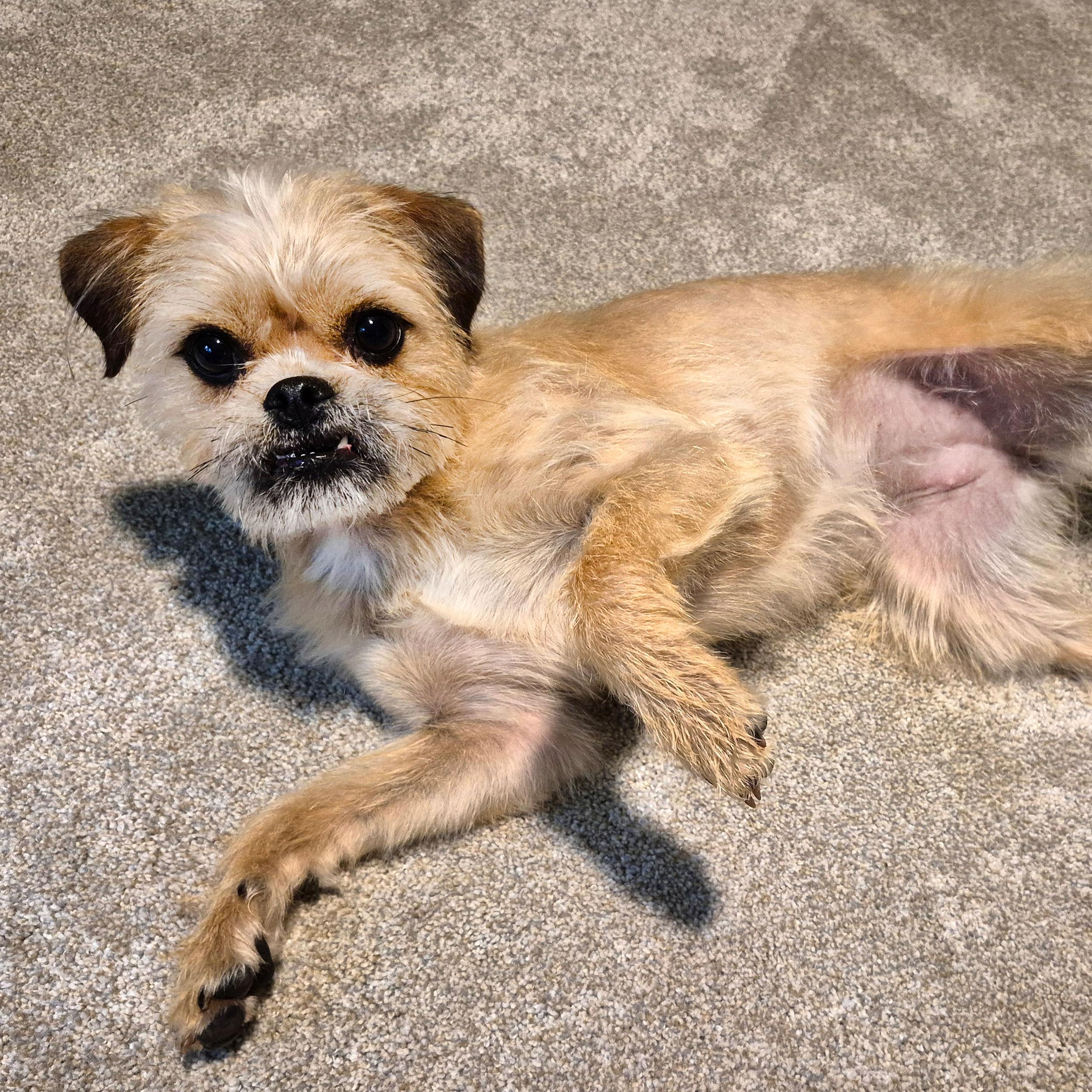 Enlarge Flora Lynn, an adopted mixed breed in Florence, OR image 3/6