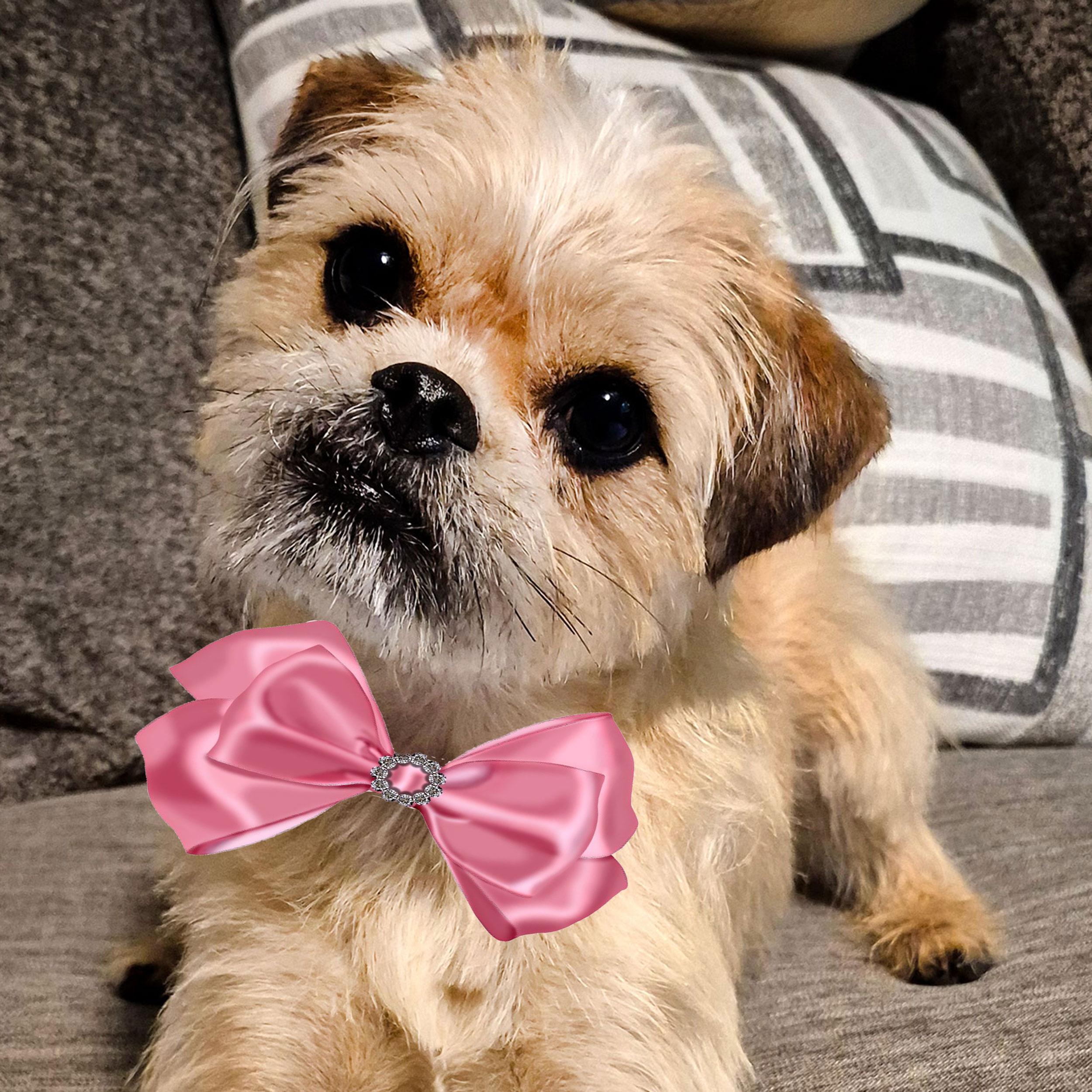 Flora Lynn, adopted, Young Female Terrier & Pug.