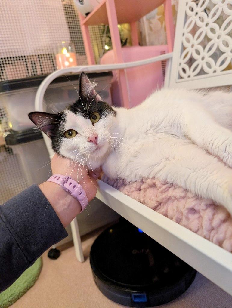 Polly Pocket, an adopted Domestic Long Hair in Beaverton, OR image 2/3