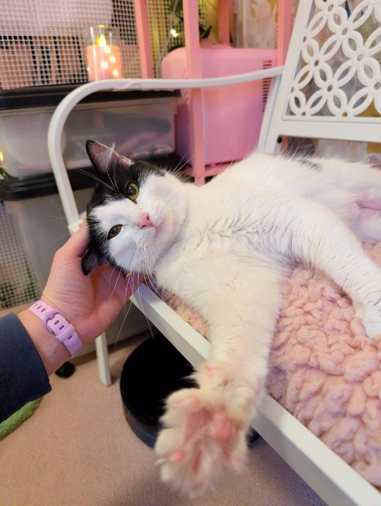 Polly Pocket, an adopted Domestic Long Hair in Beaverton, OR image 3/3