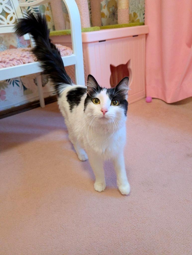 Polly Pocket, Adoptable, Young Female Domestic Long Hair.