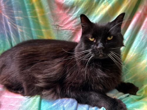 Enlarge Craig, a Adoptable Domestic Long Hair in St. Johnsbury, VT image 1/3