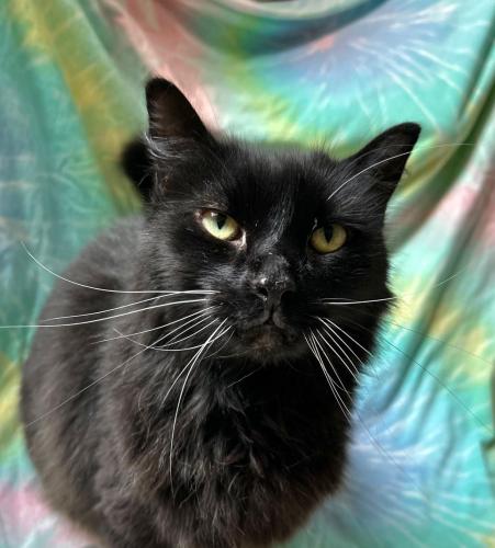 Enlarge Craig, a Adoptable Domestic Long Hair in St. Johnsbury, VT image 2/3