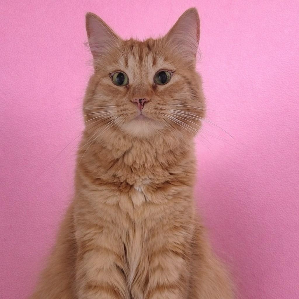 Scarlett, a Adoptable Domestic Long Hair in Lodi, CA image 1/2