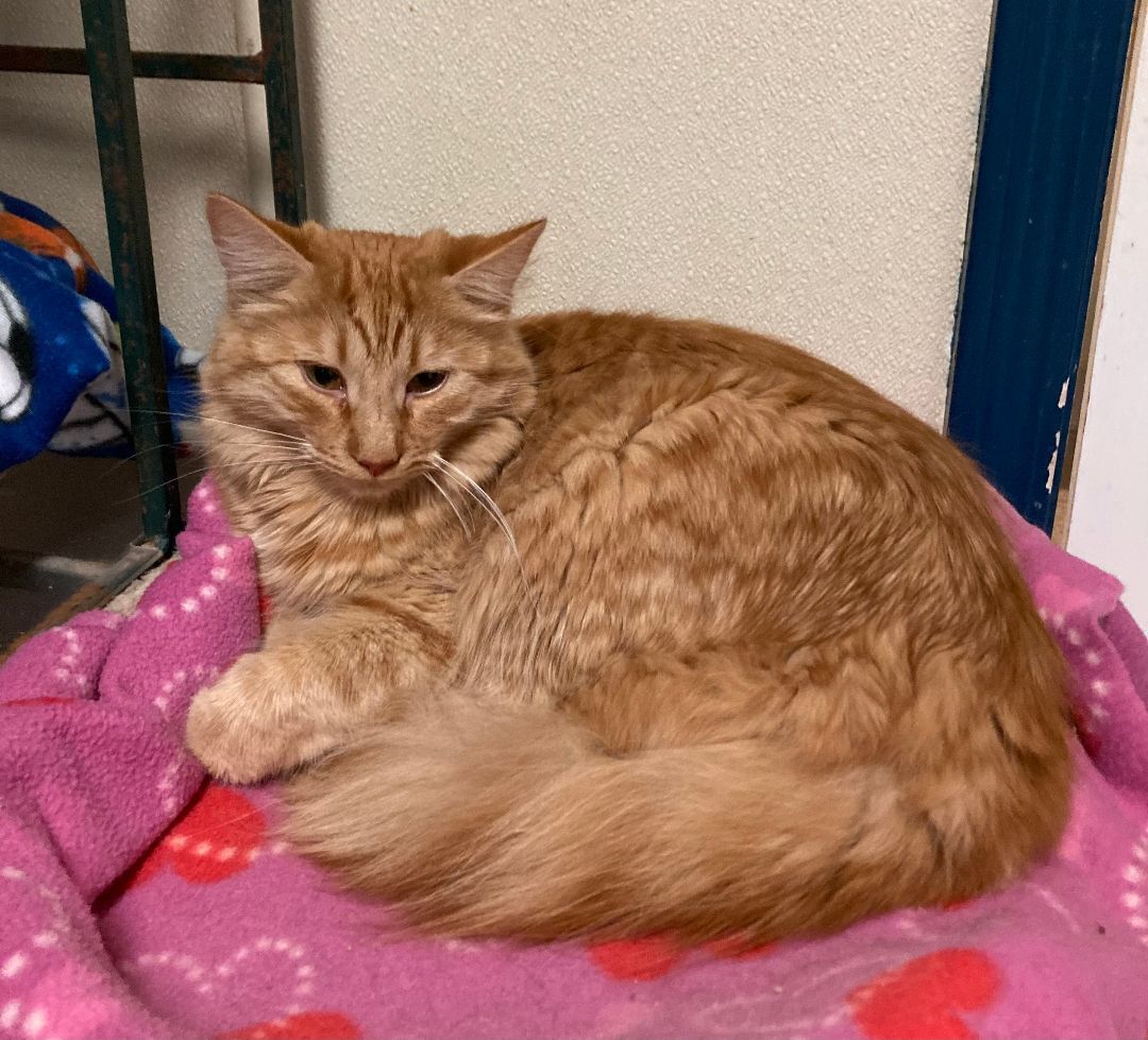 Enlarge Scarlett, a Adoptable Domestic Long Hair in Lodi, CA image 1/2
