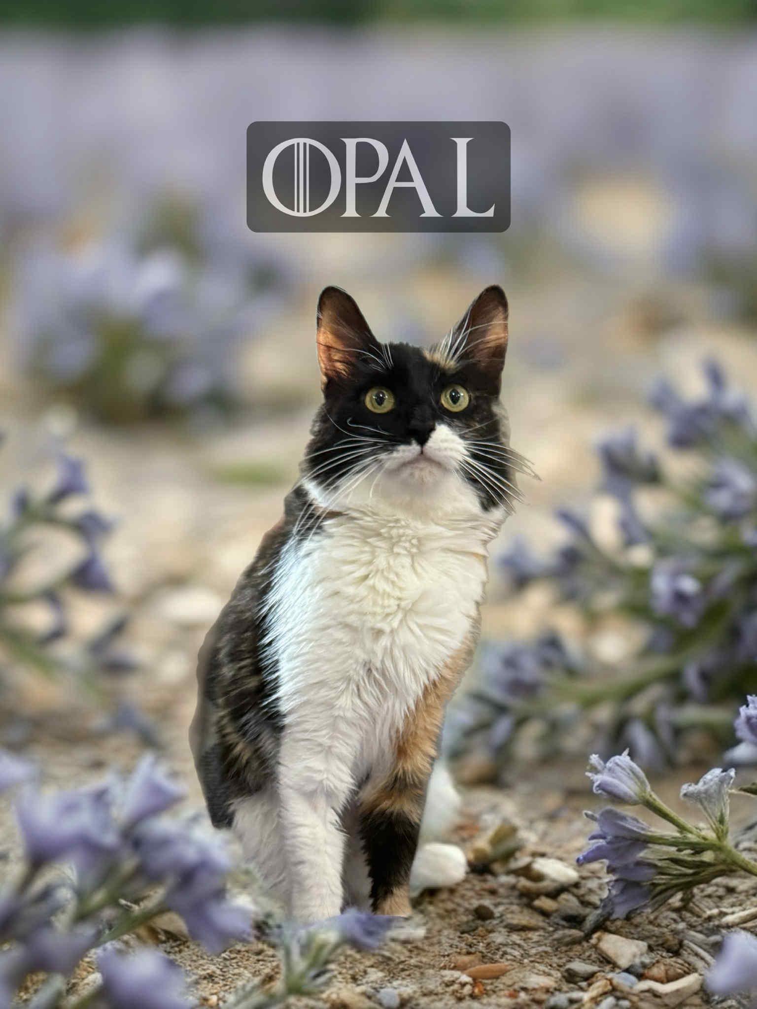 Opal