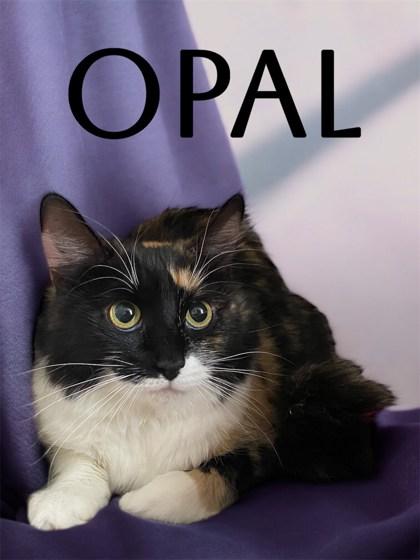 Opal