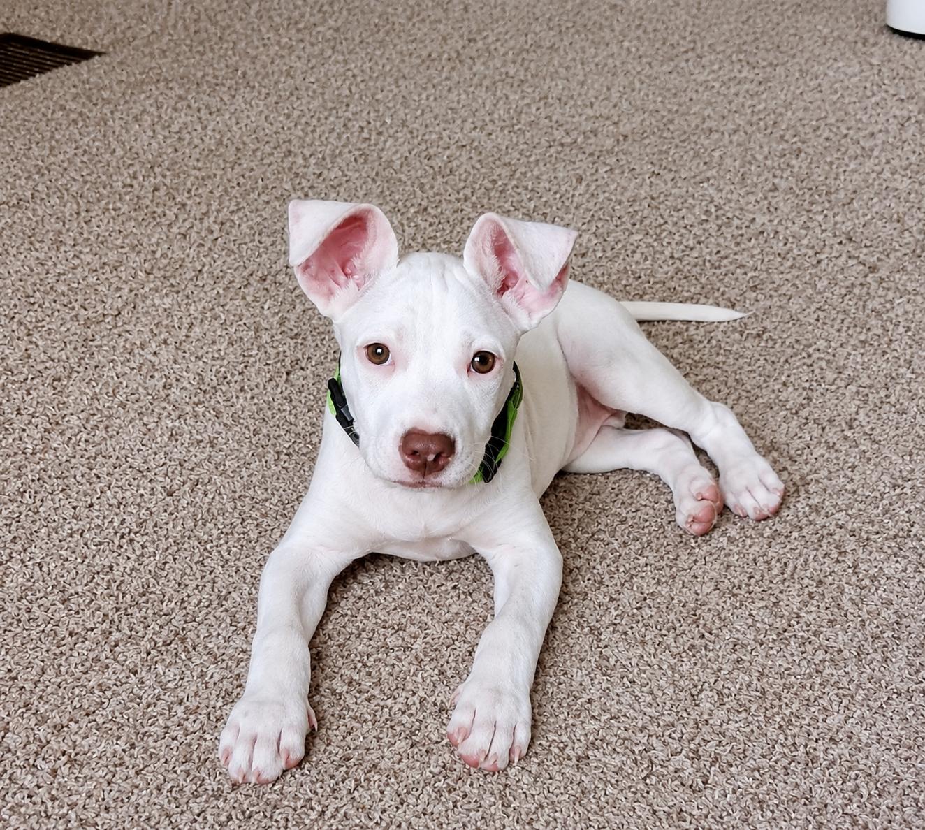 Sullivan, ADOPTABLE, Puppy Male Pointer.