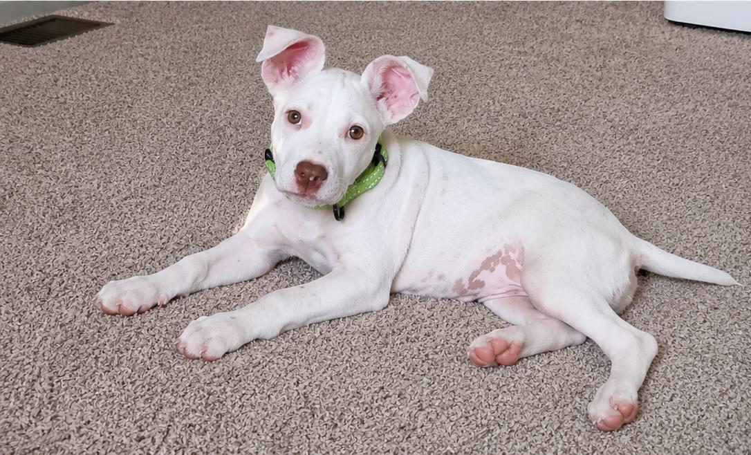 Enlarge Sullivan, a ADOPTABLE mixed breed in Grand Rapids, MI image 2/2
