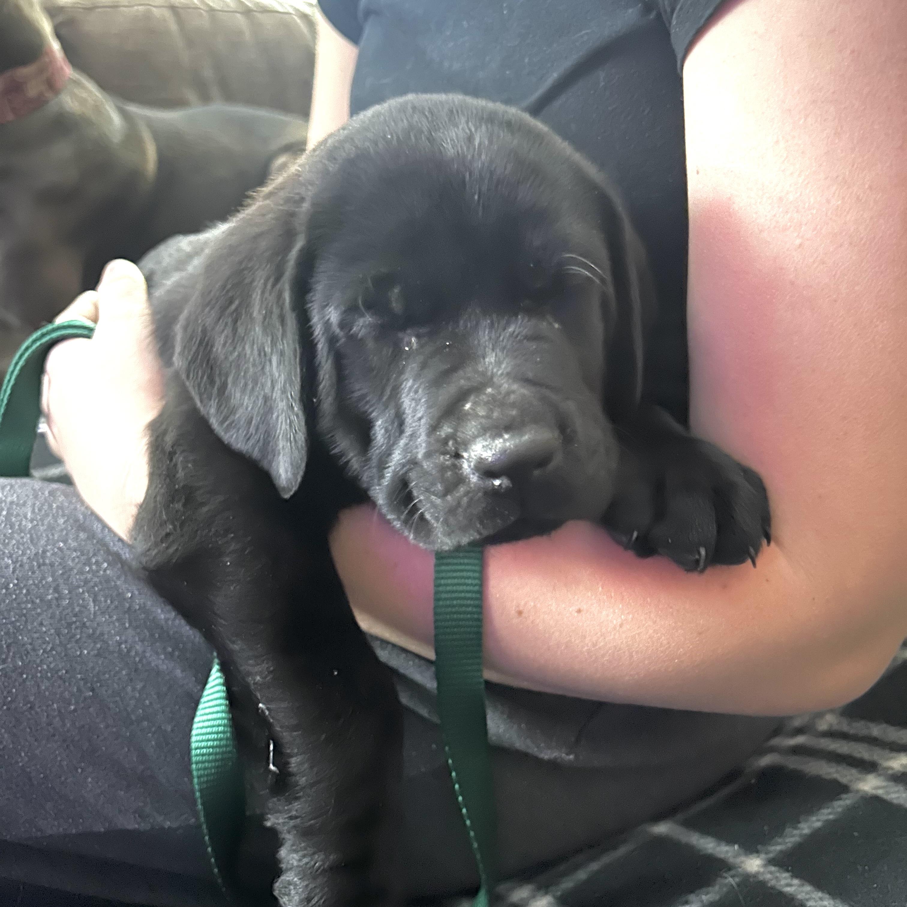 Enlarge Chip, an adopted Black Labrador Retriever in Prior Lake, MN image 5/5