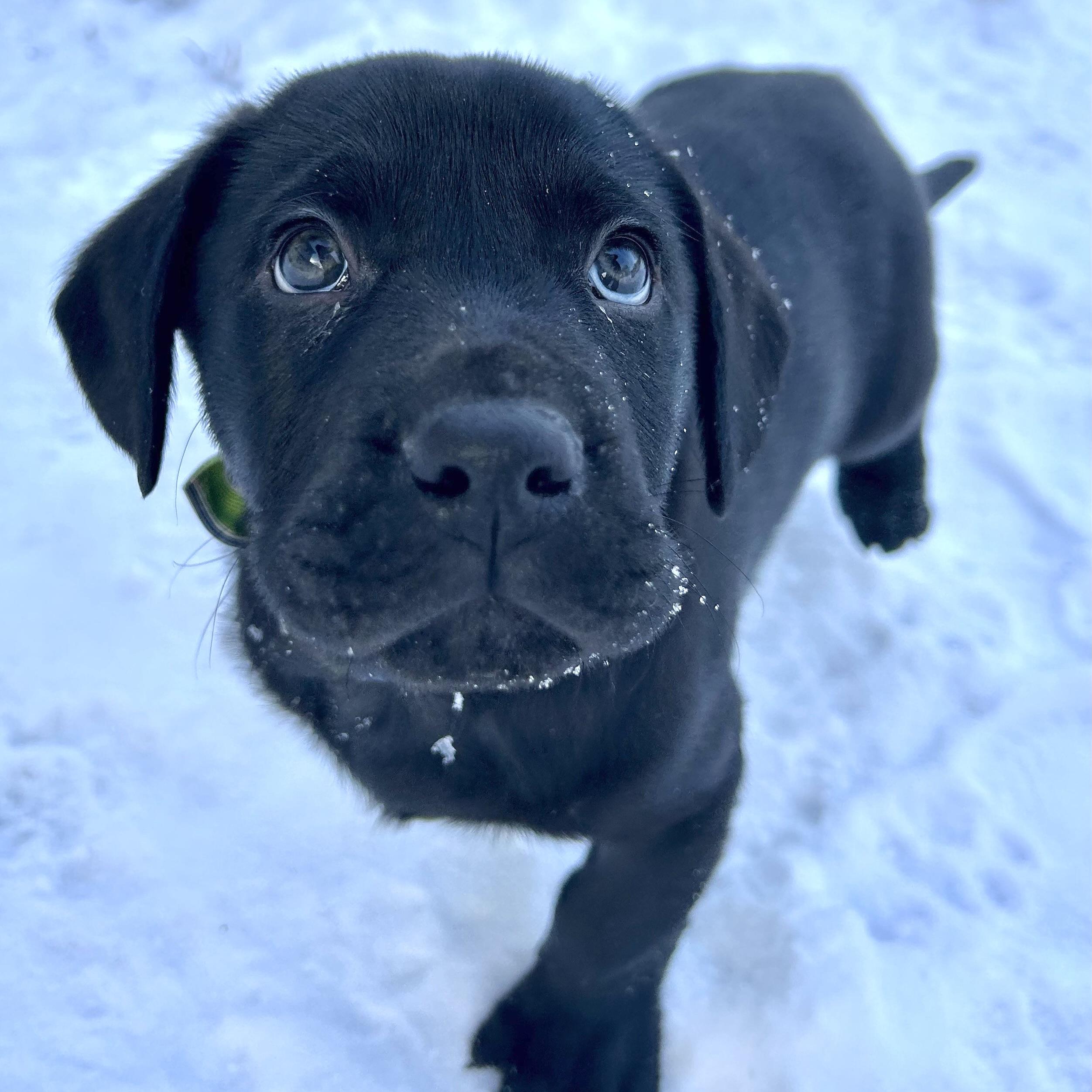 Enlarge Chip, an adopted Black Labrador Retriever in Prior Lake, MN image 1/5