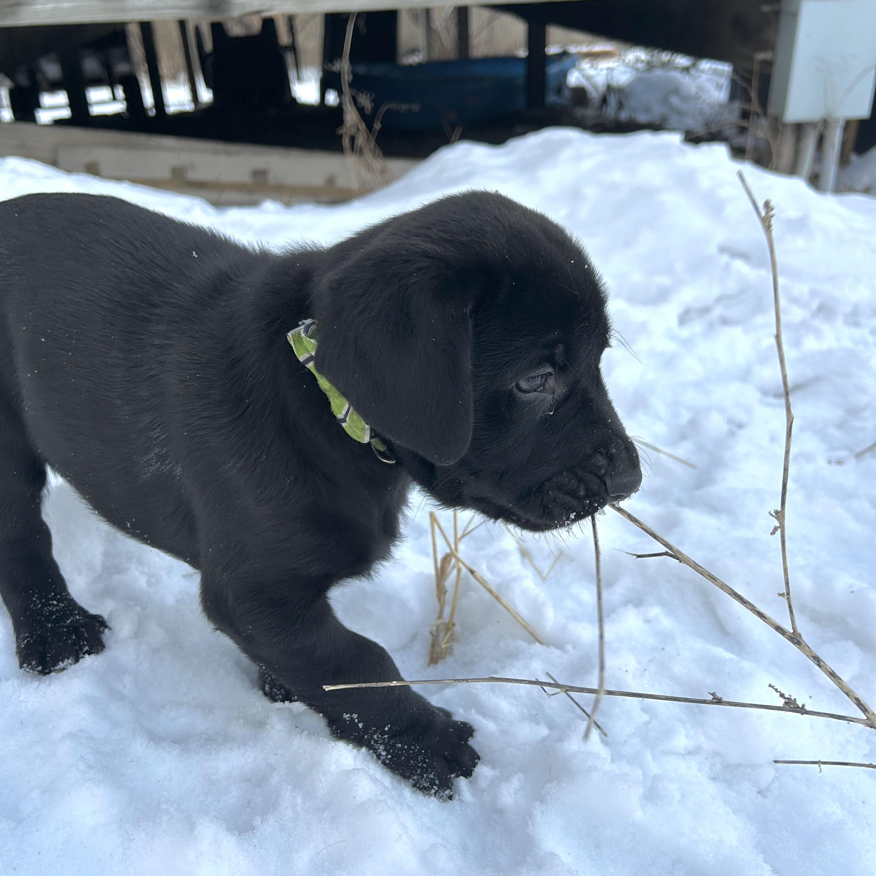 Enlarge Chip, an adopted Black Labrador Retriever in Prior Lake, MN image 2/5