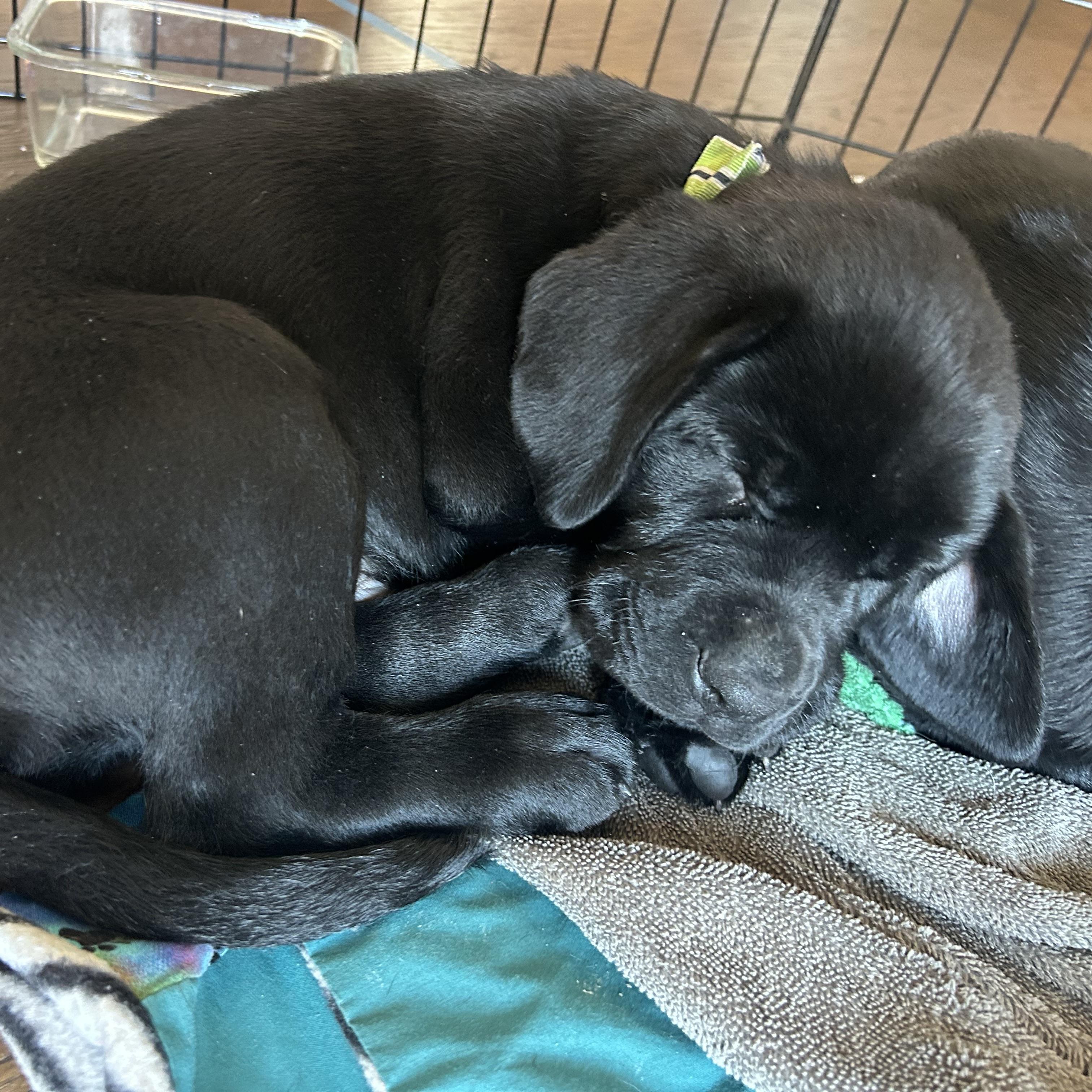 Enlarge Chip, an adopted Black Labrador Retriever in Prior Lake, MN image 3/5