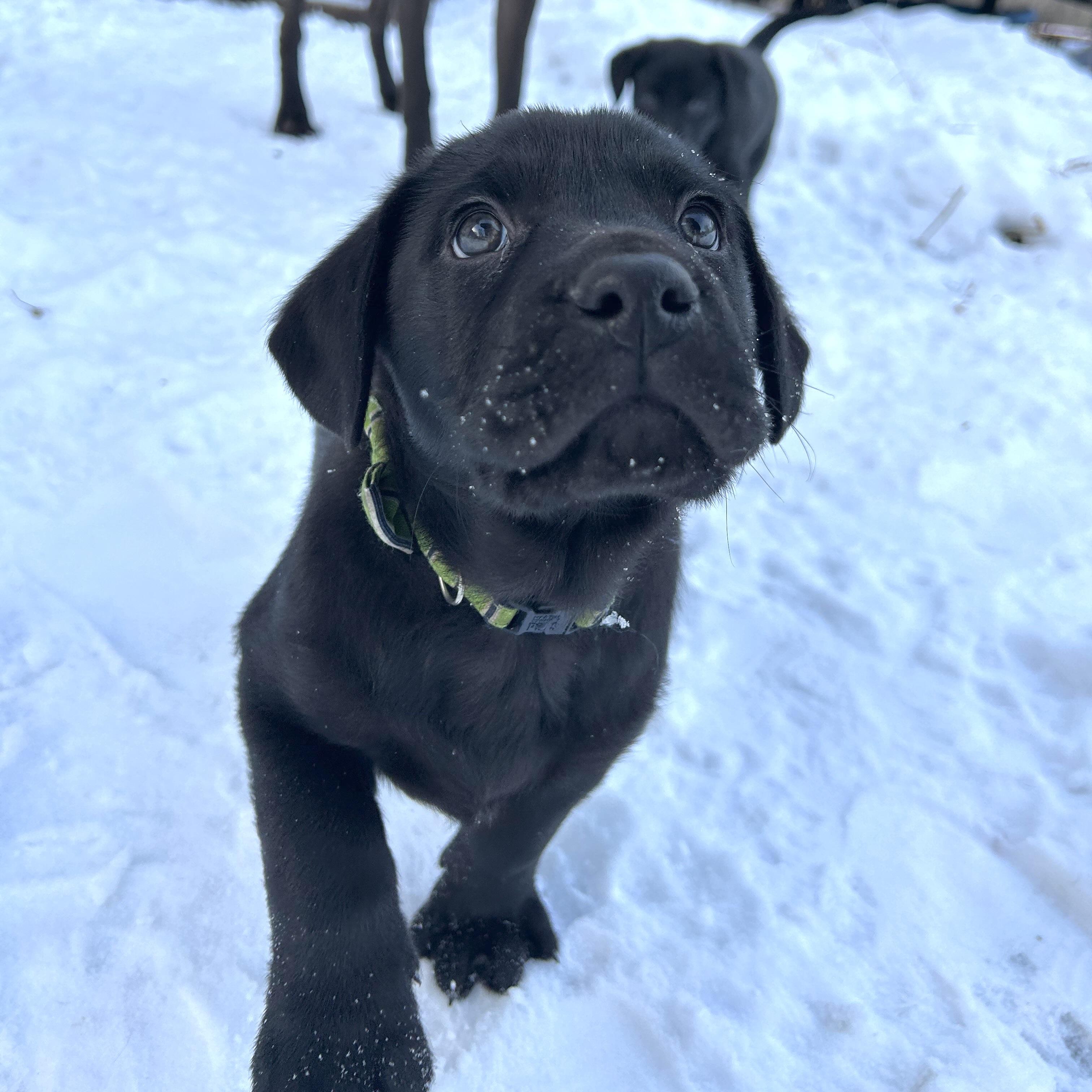 Enlarge Chip, an adopted Black Labrador Retriever in Prior Lake, MN image 4/5