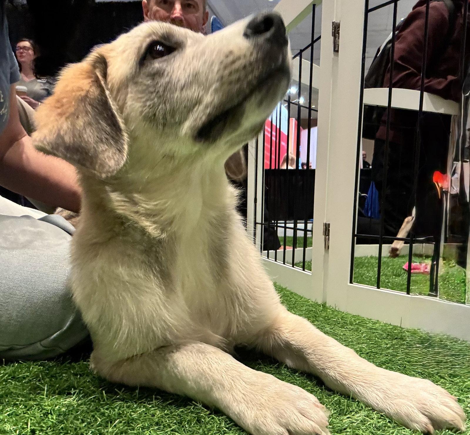 Cyrus, Adopted, Puppy Male Spitz & Shepherd.