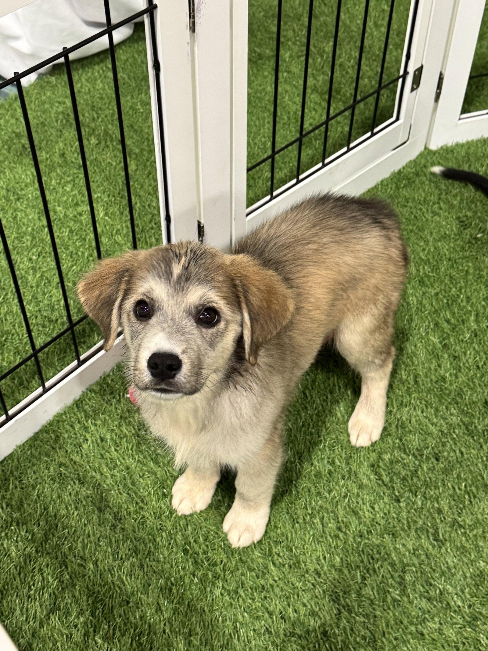 Cyrus, a Adopted mixed breed in Sanford, FL image 3/3