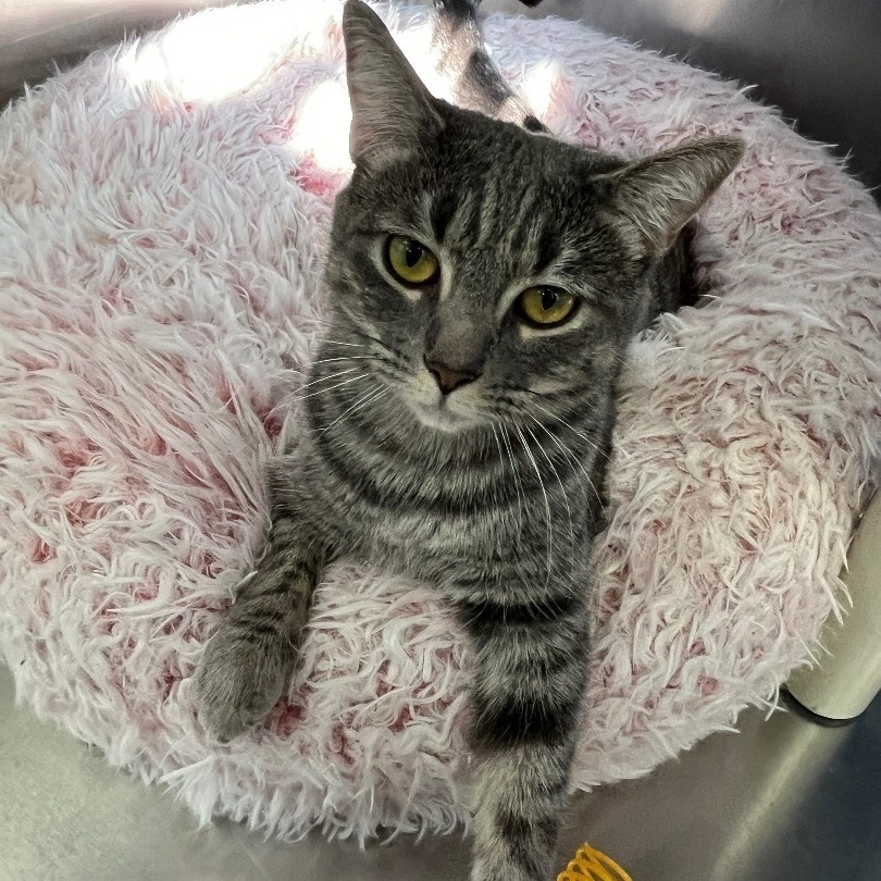 Josey, an adopted Domestic Short Hair in Wantagh, NY_image-1
