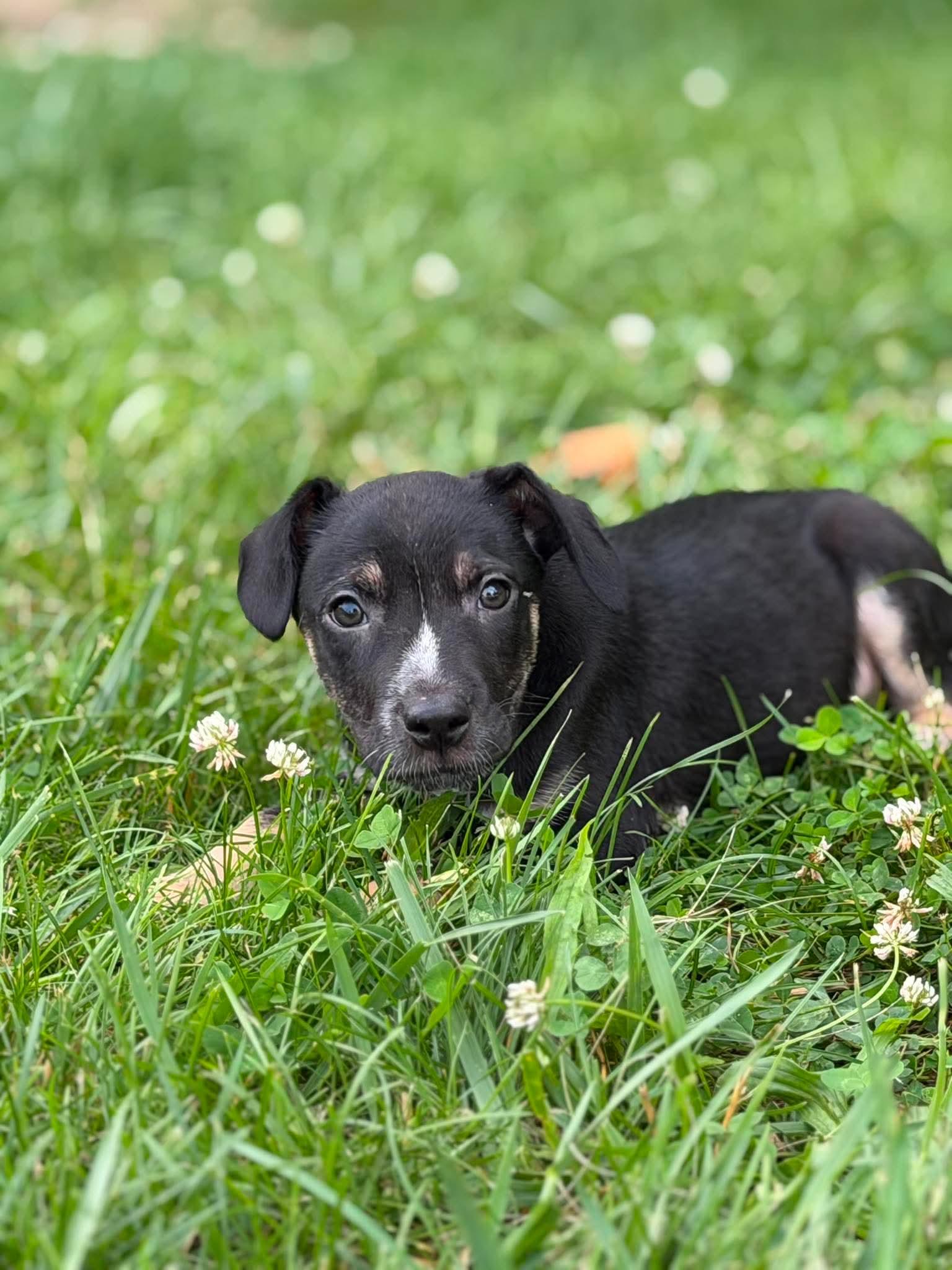 Chance, a ADOPTABLE mixed breed in Wheelersburg, OH image 5/6