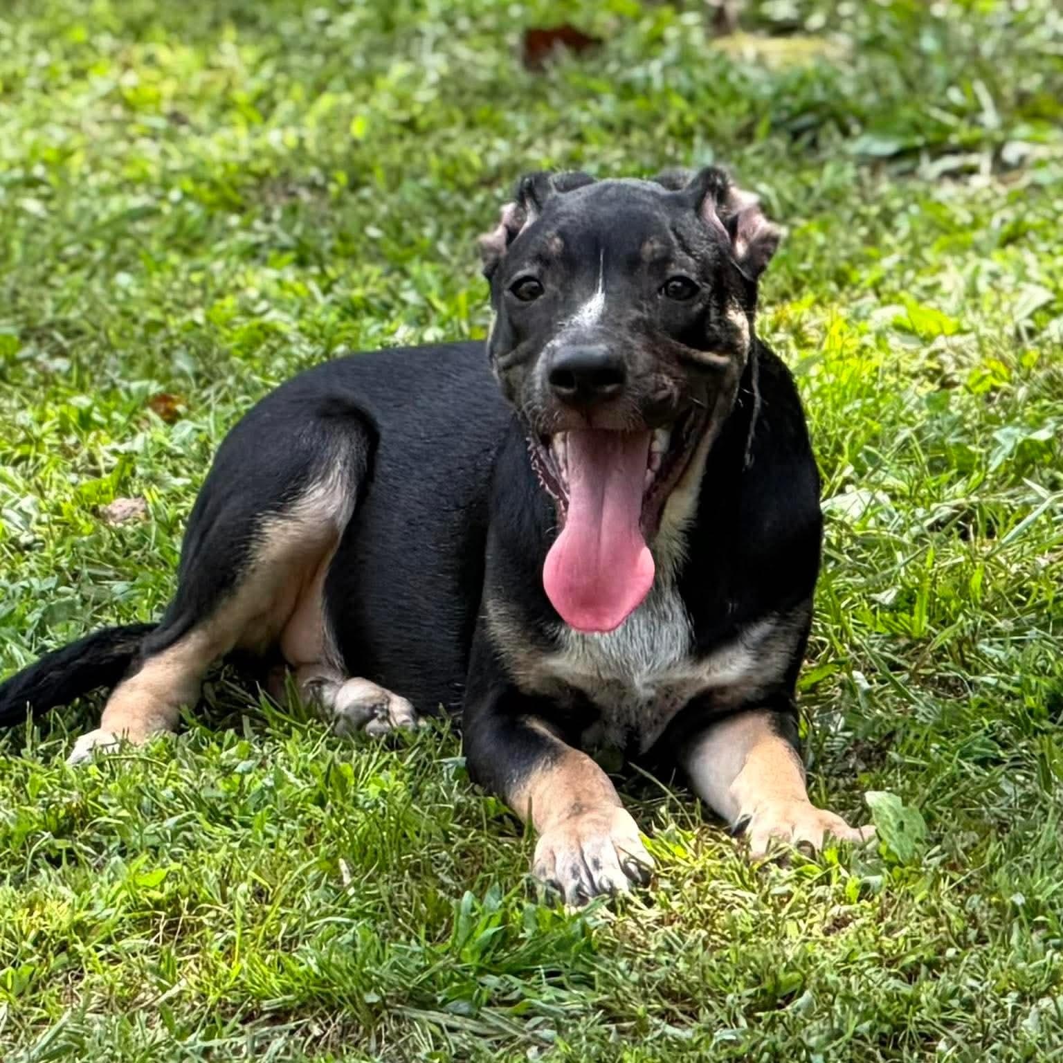Chance, an adoptable mixed breed in Wheelersburg, OH image 2/5