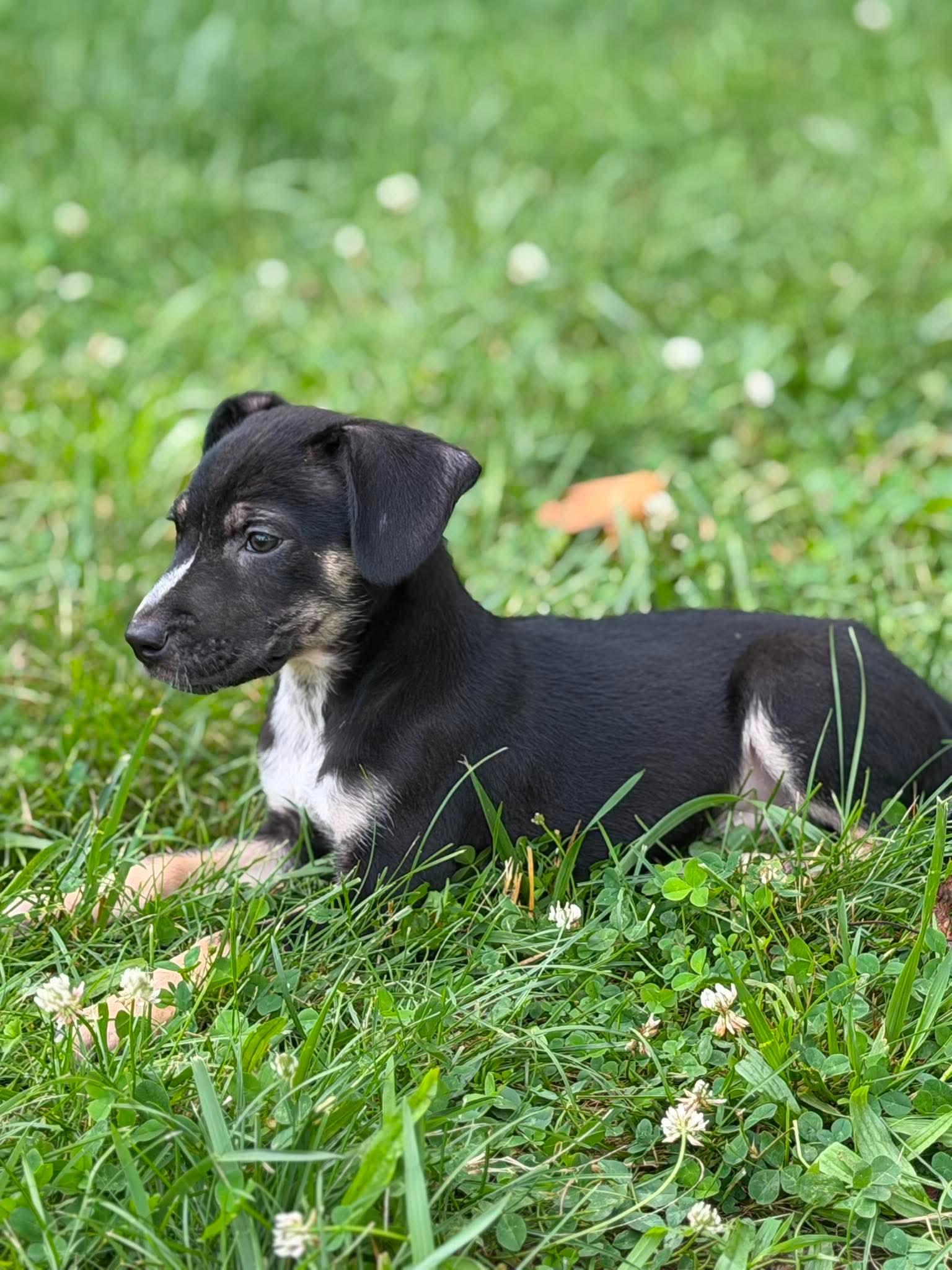 Chance, ADOPTABLE, Puppy Male Beagle & Dachshund.