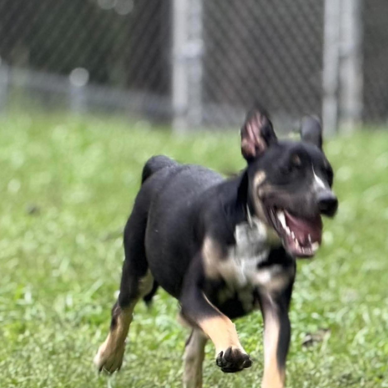 Enlarge Chance, a Adoptable mixed breed in Wheelersburg, OH image 2/6