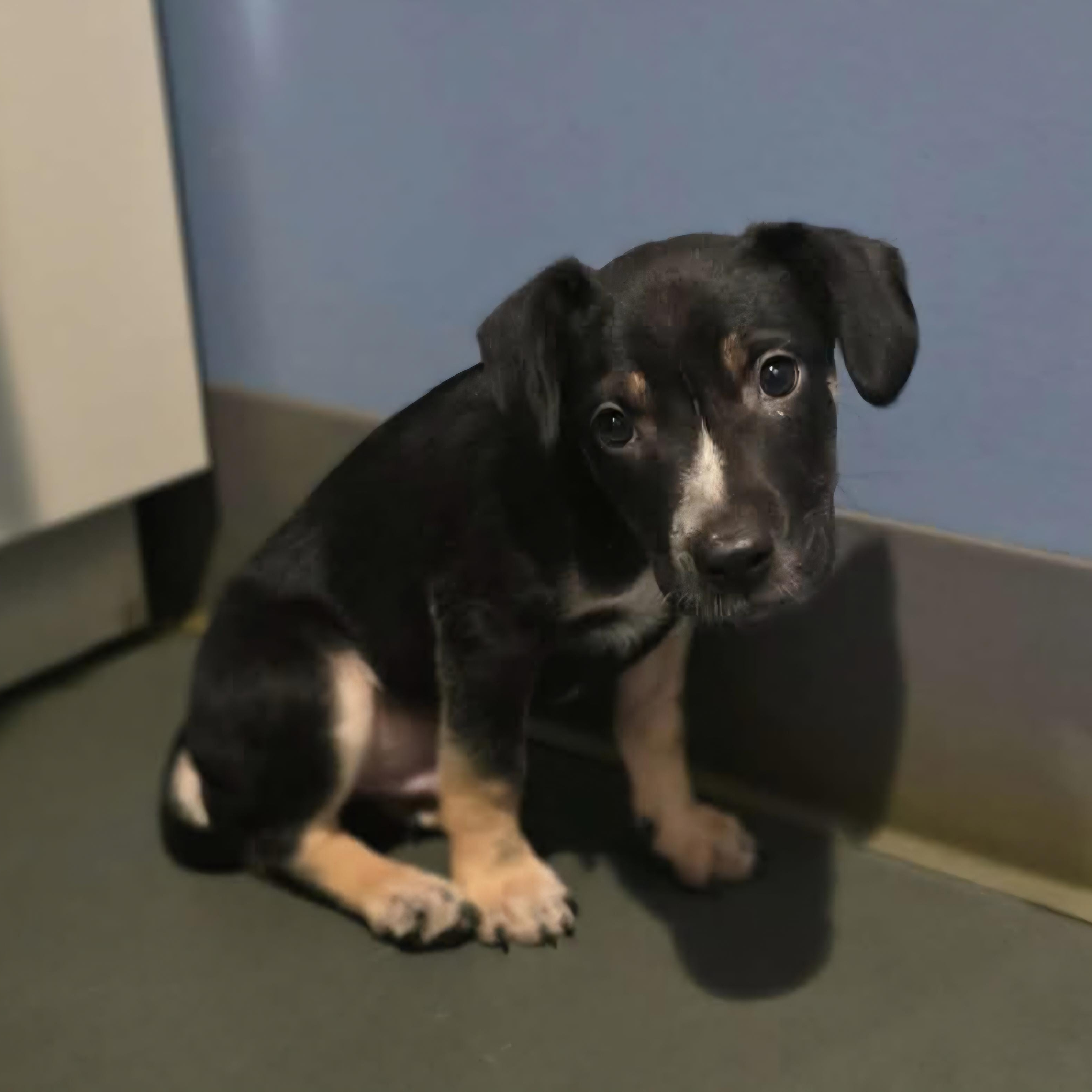 Chance, a ADOPTABLE mixed breed in Wheelersburg, OH image 2/6