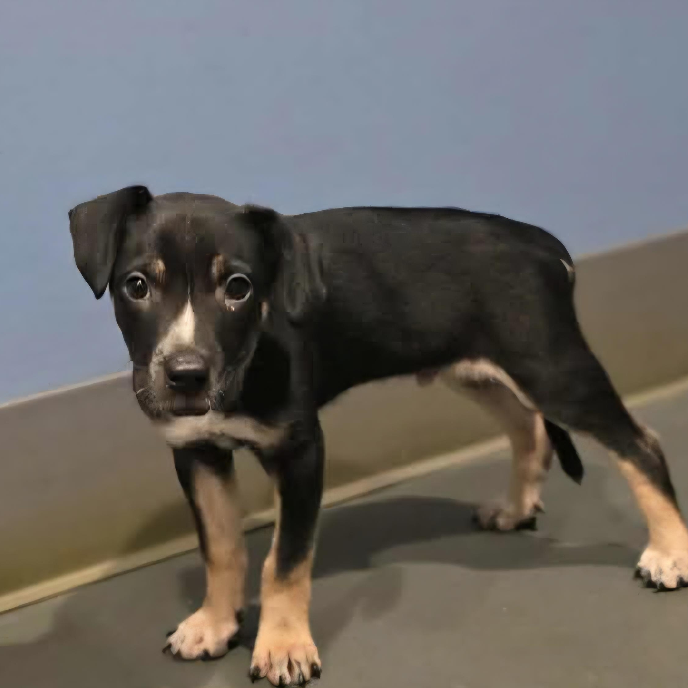 Chance, a ADOPTABLE mixed breed in Wheelersburg, OH image 3/6