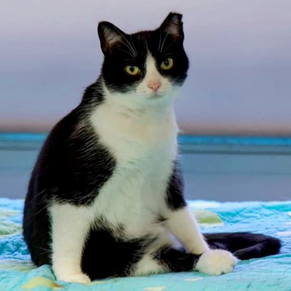 Enlarge Tiny Panda, a Adoptable Domestic Short Hair in Sheridan, WY image 3/3