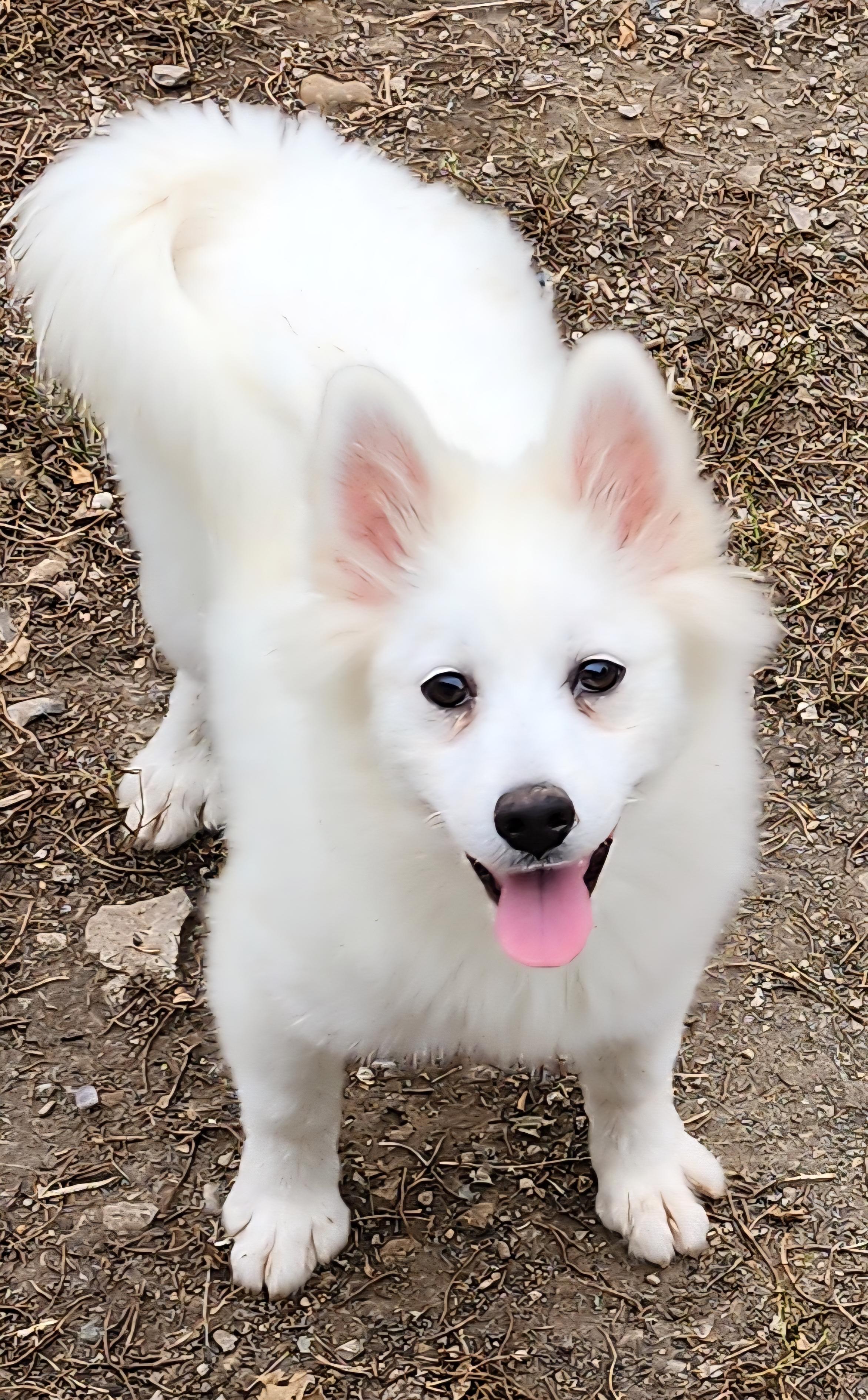 SnowFlake, an adoptable Pomsky in Momence, IL, 60954 | Photo Image 1