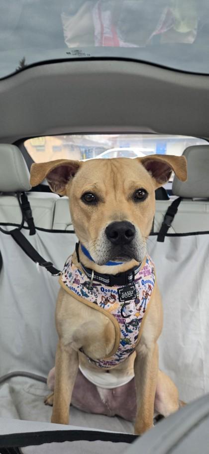 Courage, Adoptable, Young Male Labrador Retriever & Pit Bull Terrier.