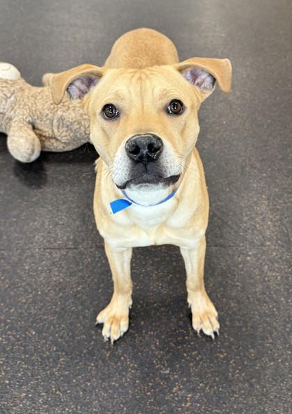 Courage, Adoptable, Young Male Labrador Retriever & Pit Bull Terrier.