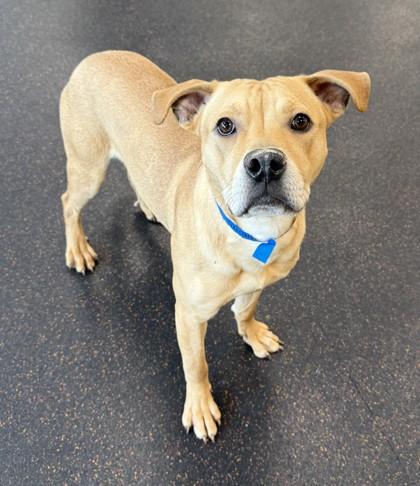 Enlarge Courage, a Adoptable mixed breed in Westland, MI image 2/2