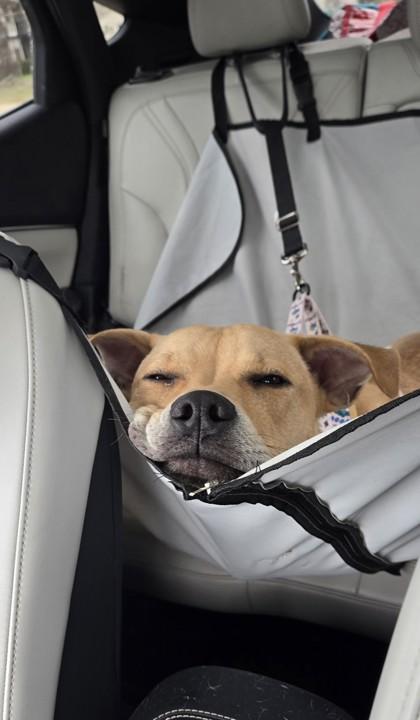 Enlarge Courage, a Adoptable mixed breed in Westland, MI image 2/3