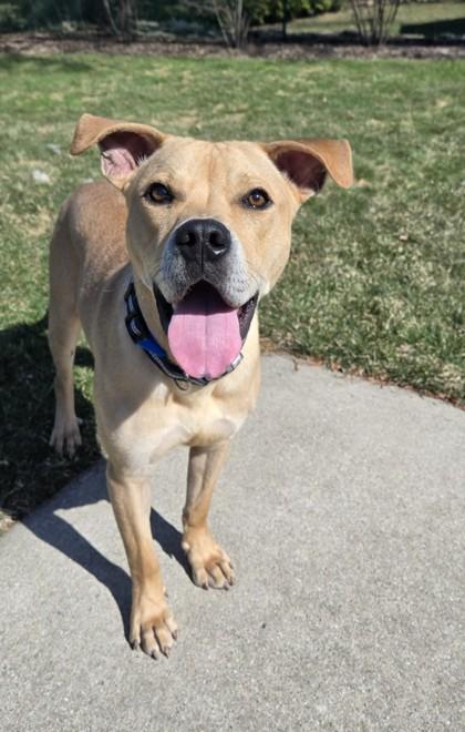 Enlarge Courage, a Adoptable mixed breed in Westland, MI image 3/3